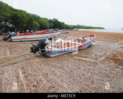 Ogni anno le alghe Sargassum arrivare dal Brasile. Le alghe invadono le spiagge della Martinica e della Guadalupa. La fis non possono uscire le loro barche e vi è Foto Stock