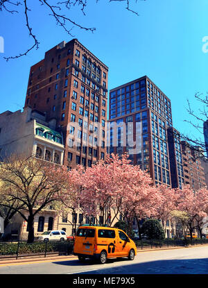 Park Avenue in primavera presenta Magnolie sul Murray Hill in piena fioritura, NYC, STATI UNITI D'AMERICA Foto Stock