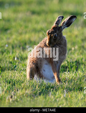 Brown lepre (Lepus europaeus) avente un lavaggio e spazzola fino , Gloucestershire Foto Stock