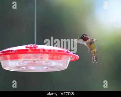 Maschio di Anna Hummingbird atterraggio su un alimentatore Foto Stock