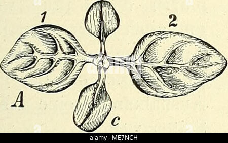 . Die mutationstheorie. Versuche und beobachtungen über die Entstehung von arten im pflanzenreich . Foto Stock