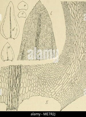 . Die Musci der Flora von Buitenzorg : zugleich Laubmoosflora von Java . Foto Stock