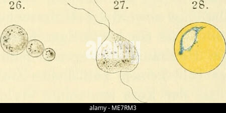 . Die mikroorganismen. Mit besonderer berücksichtigung der ätiologie der infektionskrankheiten . 12. 00 Fig. 148u. b. Die Malariaparasiten Fig. 1-14 und 50-56 nach Marchiafavä und Bignami, Fig. 34 nach 1-17. Parasit der Quartana. 1-12. Entwicklung desselben bis zur .Sporenbildung, und gefärbte Präparate von verschiedenen Stadien. 18-34. Parasit der Tertiana. 18-25. Bis zur sporulazione. 26. Freie formulario im Zufall. 34 zeigen Kern und Kernkörperchen. 35-43. Parasit der quotidiana. 35-41 frische Präparate. 42 u. 43 gefärbte Präp. 44-49. Laveran'sche Halbmonde und deren Abkömmlinge. Von 44 bis 47. Foto Stock