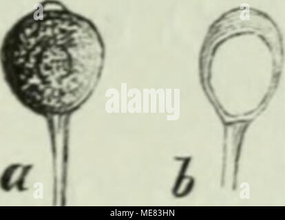 . Die Krankheiten der Pflanzen; ein Handbuch für Land- und Forstwirte, Gärtner, Gartenfreunde und Botaniker . Foto Stock