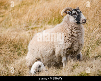 West Linton, Scottish Borders, Scotland, Regno Unito, 21 aprile 2018. Sole primaverile in campagna con Scottish blackface pecora e agnello neonato lattante in un campo Foto Stock