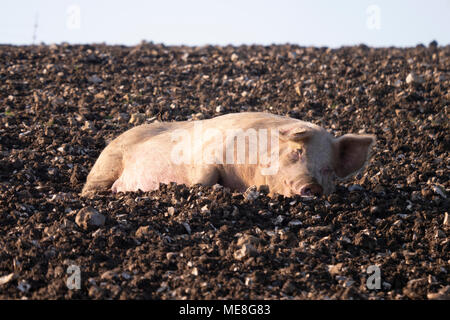 Il caldo sole primaverile della mattina presto offre un'opporunity per pig alto in su sui bassi del sud vicino a Steyning Bowl nel SDNP, nel Sussex occidentale, nell'Inghilterra meridionale, nel Regno Unito. Foto Stock
