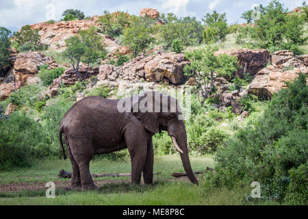 Bush africano Elefante in Mapungubwe national park, Sud Africa ;Specie Loxodonta africana della famiglia Elephantidae Foto Stock