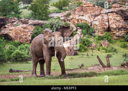 Bush africano Elefante in Mapungubwe national park, Sud Africa ;Specie Loxodonta africana della famiglia Elephantidae Foto Stock