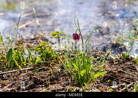 Fiore di scacchi nel fuoco. Incendio in area di protezione ambientale. Foto Stock