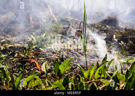 Fiore di scacchi nel fuoco. Incendio in area di protezione ambientale. Foto Stock