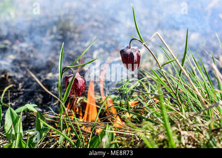 Fiore di scacchi nel fuoco. Incendio in area di protezione ambientale. Foto Stock