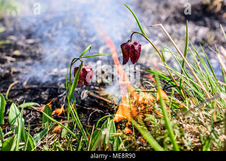 Fiore di scacchi nel fuoco. Incendio in area di protezione ambientale. Foto Stock