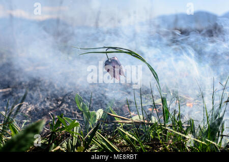 Fiore di scacchi nel fuoco. Incendio in area di protezione ambientale. Foto Stock