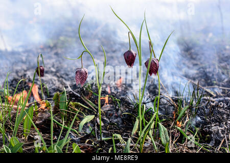 Fiore di scacchi nel fuoco. Incendio in area di protezione ambientale. Foto Stock