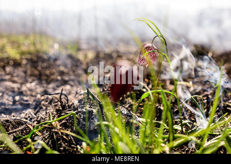 Fiore di scacchi nel fuoco. Incendio in area di protezione ambientale. Foto Stock