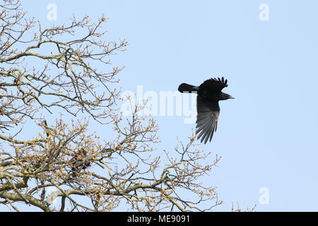 Rook, Corvus frugilegus, tenendo fuori dalla quercia; Regno Unito Foto Stock