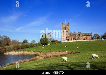 Gregge di pecore al pascolo nella campagna di laminazione con la chiesa parrocchiale di San Michele è sulla collina sopra la grande semplice nel Cheshire village di Marbury Foto Stock