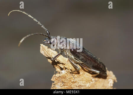 Macro di grande capricorno beetle (Cerambyx cerdo). La foto è stata scattata in Spagna Foto Stock