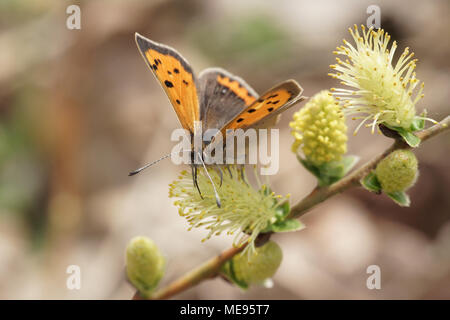 Lycaena phlaeas la piccola butterfly rame avanzamento sul salice nano Foto Stock