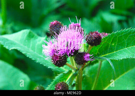 Arctium láppa - Cardo dalla Siberia. Erba medica usato per guarire il fegato. Un divertente bug atterrato su questo. Foto Stock