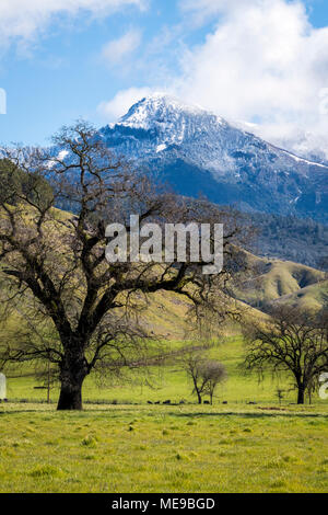 Il Monte Sant'Elena è coperto di neve da una rara tempesta di neve in Alexander Valley Wine Country vicino Healdsburg, California. Foto Stock