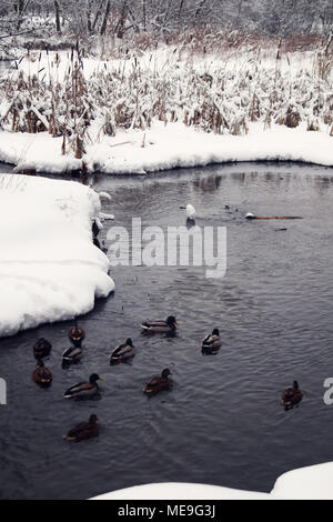 Le anatre bastarde sul nel fiume. Scena invernale nel parco. Il cumulo di neve sulla riva del fiume. Tutto coperto di neve. Snowy giorno dopo la pesante snowf Foto Stock