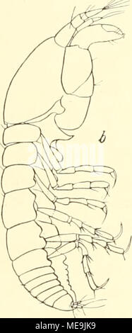 . Die Isopoden der Deutschen Sdpolar-Expedition, 1901-1903 . Foto Stock