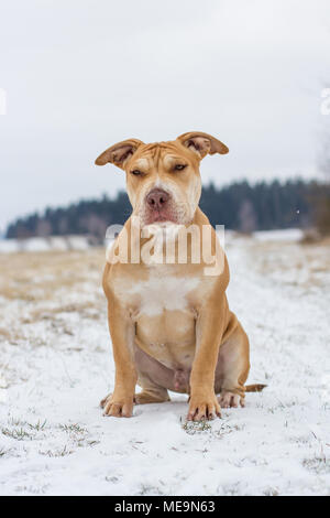 Adorabili fossa di lavoro Bulldog cucciolo seduto su un prato nella neve Foto Stock