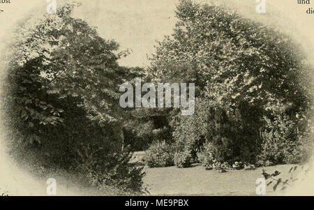 . Die Gartenwelt . Partie aus dem V^iktoria-Parke zu^Berlino (Blick c-d) Vom Verfasser für die "Gartcnwelt" photographisch aufgenommea. einer öffentlichen Anlage, wie es eben der Viktoria-Park ist, und einem privaten Garten. In ersterer, bei deren Schaffung auf die Allgemeinheit Rücksicht zu nehmen ist, wird der Künstler sich weit anders geben können, denn er soll durch sein Werk in diesem Falle zu allen Menschen reden, während der Garten des Privatmannes nur den Lebens- gewohnheiten eines bestimmten kleinen Kreises entspricht. Und Herr Direktor Mächtig hat es, wie wenige vor ihm, verstand Foto Stock