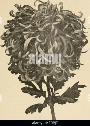 . Die Gartenwelt . "Chiysanthemum Marchese Visconti-Venosta". Origmalaufhahme für die "Gartenwelt". ^^Delavier^'- (Mad. V.), äufserst lange und sehr früh blühend, bei immer guter Füllung, ganz zart rosa mit meer- grüner Mitte, eine Farbenzusammenstellung von eigenartig schöner Wirkung. "Z^z-ws" (Mad. L.) hat eine auffallend Belaubung üppige und einen enorm starken Stiel, ganz horizontale Blütenhaltung, gelb mit rosa Schimmer, grofse Blumen, die nur als Kronen- knospen gewählt werden dürfen. "Fakir'^ (Le), die früheste von allen, leicht citronengelb, mit Spitzen camoscio, ist der e Foto Stock