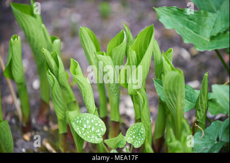 Germogli di primavera del giglio della valle (convallaria majalis) Foto Stock