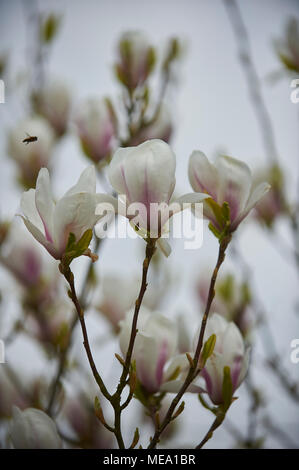 Magnolia Soulangiana Foto Stock