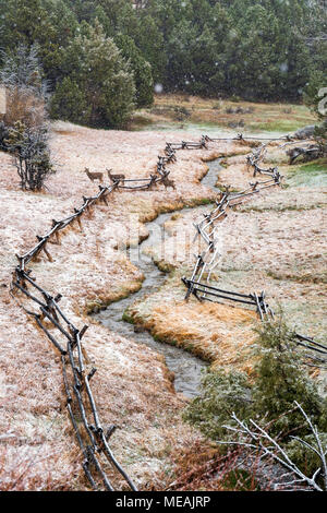 Mule Deer; Odocoileus hemionus; lungo il ruscello; tarda primavera neve; vicino a Salida; Colorado; USA Foto Stock