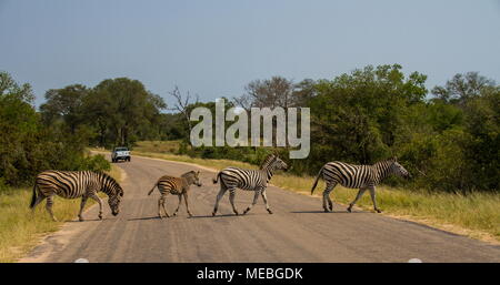 Quattro zebre camminare su una strada con un veicolo nell'immagine di sfondo con spazio di copia in formato orizzontale Foto Stock