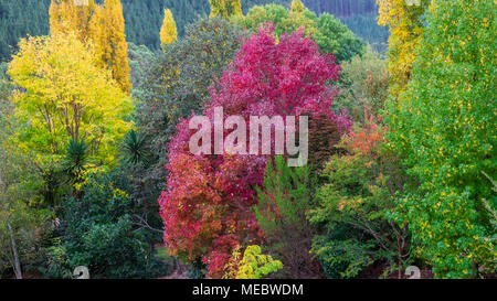 Colori autunnali in Wandiligong, Victoria, Australia Foto Stock