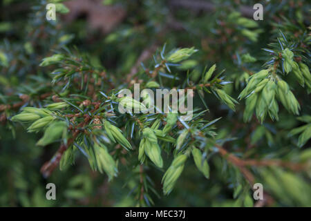 Uno sfondo o astratta closeup foto di un terreno comune di juniper in primavera. Foto Stock