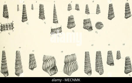 . Die Gastropoden der Schichten von San Cassiano der südalpinen Trias . 21 22 " " 2S 27 ^ Foto Stock
