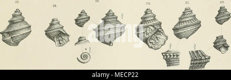 . Die Gastropoden der Schichten von San Cassiano der sÃ¼dalpinen Trias . A.Swo"bodan d Nai â J-idiAnstvlli Bamiwarih.Wien, Annal.d,k.k.NaturhistHofinuseuinsBandVI.1891 Foto Stock