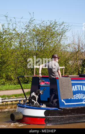 Uomo di sterzata stretta la sua barca lungo il ramo di Llangollen del Shropshire union canal a Nantwich nel Cheshire con il suo cane seduto dietro di lui Foto Stock