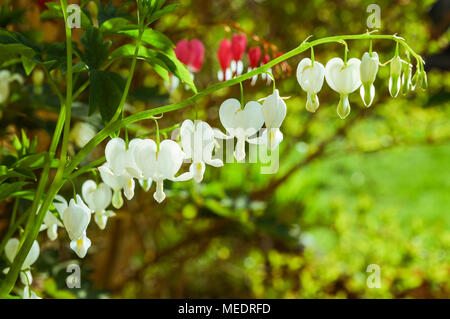 A forma di cuore di fiori Lamprocapnos spectabilis (spurgo cuore) abbagliante nella luce del mattino Foto Stock