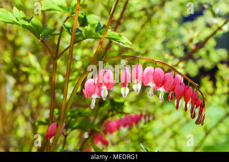 A forma di cuore di fiori Lamprocapnos spectabilis (spurgo cuore) abbagliante nella luce del mattino Foto Stock