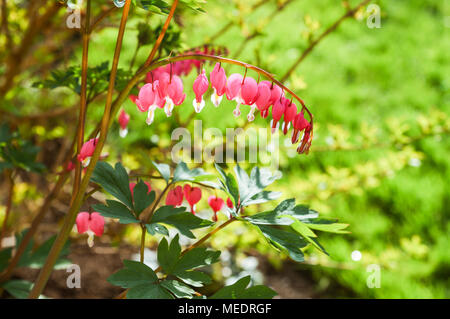 A forma di cuore di fiori Lamprocapnos spectabilis (spurgo cuore) abbagliante nella luce del mattino Foto Stock