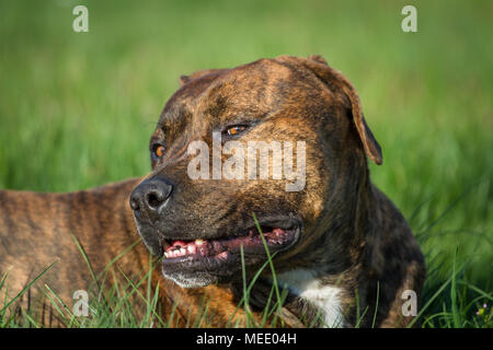 Buca di lavoro Bulldog (cane molosso) giacenti in erba su una soleggiata giornata di primavera Foto Stock
