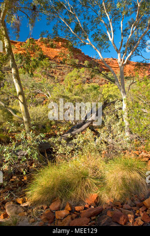 Percorso lungo il Kings Canyon Creek Foto Stock