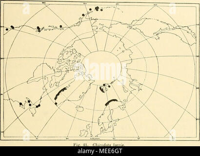 . Die Echinodermen des Eisfjords . Fig. 41. Chirodota lae Pazifisches capitolo Gebiet, scalda Teil: H. L. Clark (1907, vgl. auch 1902) erwähnt viele Fundorte von den Aleuten Süd-Kalifornien bis, 32° 27' n. Br., 8,5-3188 m, bemerkt aber, dass die wegen Bestimmung des schlechten Erhaltungszustands ziemlich willkürlich ist; "sembra quasi certo che vi sono almeno tre specie incluse in questo niass di materiale". Es liegt nahe zu vermuten, dass wenigstens die in grosser Tiefe lebenden Exemplare einer anderen specie angehören. Edwards (1907) erwähnt ein defektes esemplare aus der Georgia-Strasse, 3 Foto Stock