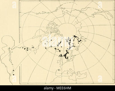 . Die Echinodermen des Eisfjords . Fig. 36. • Ophioscolex glacialis; + O. purpureus; O O. quadrispinus. Teil des Gebietes von glacialis zusammen oder es ist, den bisherigen Angaben nach zu urteilen, auch in südlicher Richtung mehr beschränkt. Von der Ostküste von Nordamerika ist eine andere Arte, O. quadrispiiiMS Verrill, beschrieben, welche zweifellos ausserordentlich nahe mit 0. purpureus verwandt ist. Die Verbreitung spricht, wie Mortensen (190-i), bemerkt für die Identität beider per- uomini; die erstere arte wird nämlich Nur für die Ostküste von Nordamerika, die letztere für Westindien angegeb Foto Stock