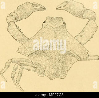 . Die Decapoda Brachyura der Siboga-Expedition . Fig. 132. yiosia elegante ^. X 15 X (Vc)- Altersunterschiede etwas von einander abweichen. Daneben wurde auf derselben Station noch ein anderes erbeutet esemplare, welches così bedeutende Unterschiede aufweist, dass wir es als eine selbständige Varietät betrachten iniissen. Un"^. elegans steht unter den bekannten Arten N. jousseaumei Nob. am nächsten, aber ist bedeutend kleiner, da ein eiertragendes 9 nur eine Cephalothoraxlänge von 37, mm besitzt; die grösste Breite beträgt 4Y2 mm. Die Überfläche des Cephalothorax ist glatt; bei miglior Vergrös Foto Stock
