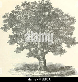 . Die culturpflanzen Norwegens . Beim Hofe Söndre Huseby, ungefähr eine halbe Meile von Christiania entfernt, steht eine Eiche, die im Mai 1869 gemessen wurde. Dieselbe hat eine Höhe von 75' (23.5m.); der hohle Stamm hat in der Brusthöhe einen Umfang von 20' (fi.3m.). Fig. 48 nach einer Photographie. Eine nicht geringe Menge Notizen über ähnliche Messungen von Eichen aus den südlichen Gegen- den Norwegens liegen vor mir, die zum Theil sogar grössere Dimensionen als die hier genannten nachweisen. Um aber Ermüdung zu vermeiden, werde ich mich damit begnügen nur folgende anzuführen: auf dem Hofe Foto Stock