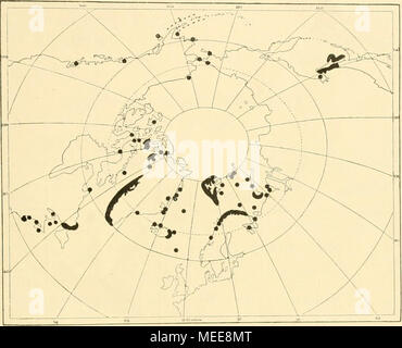 . Die Decapoden Crustaceen des Eisfjords . Fig. 7. Boreas Sclcrocrangon. 1855). Melville-lhilldn.sel (Ross 1835). Pr. Regents Insel (ROS.s 1820). Westküste von ])avi.s stretto (Sabine 1824). Lo stretto di Hudson, östlicher Eingang Wiiiteaves (1901). - Nordostküsto von Labrador, Golf von San legge- renza, Ostküsto von Nordamerika bis K. Cod (Stimpson 1854, Pack.RD 1866, Verrill 1874, Wiiiteaves 1874, 1901, Smith 1879, 1884, 1884 a, Kingsley 1901, 1004 Schmitt, Ratiibun 1005). - Pazifisches capitolo Gebiet: Östlichster Teil der Nordküste von Sibirien (Stuxberg 1882) [ferner Brandt 1851: "Eismeer" (sibirisches?)]. Foto Stock