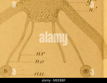 . Die Chaetognathen : ihre anatomie, Systematik und Entwicklungsgechichte : eine Monographie . nâ.8. "" Ff -% Fiff.S. ^ /VV..-/ 1Â"* i -^z Jz&lt;7. /O. O.Heitv.-I4 d?l. Â .nfiusiF,,,,,, .itl: un'.vÃ¼ AEunV.f.LciiiiiS. Foto Stock